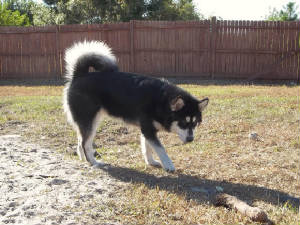 100_0373osagoingforlog_7mo.jpg