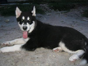 img_0162_osa18wks-old_today.jpg