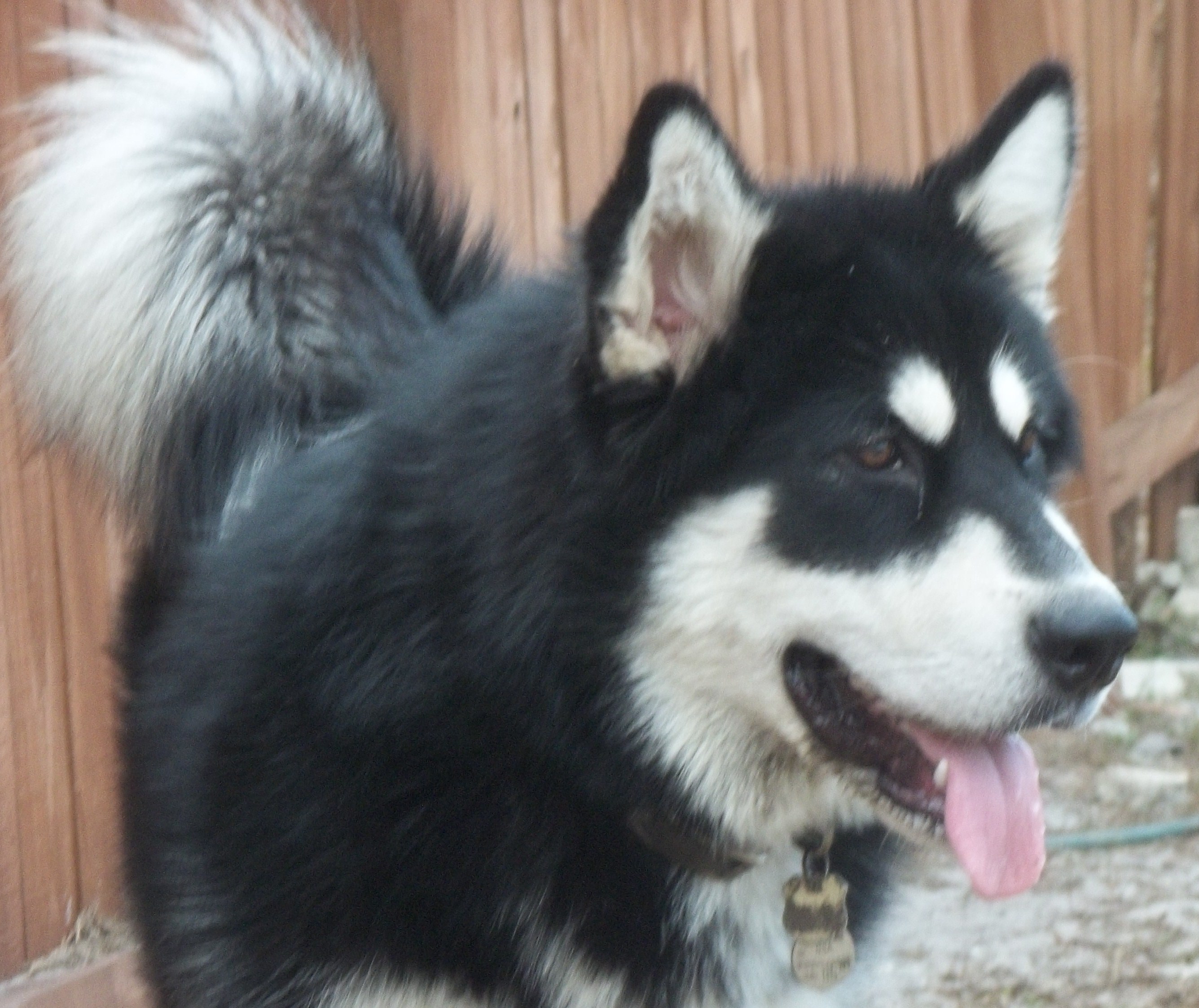100_1347osa7mo.jpg